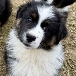 Scott - Black tri-color male Australian Shepherd puppy in Putnam County, New York from Highland Haven Australian Shepherds