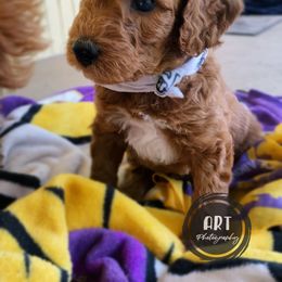 Goldendoodle Puppies from BasilBella’s Doodles