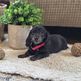 AKC Meet Sylia :) - Black and tan female Dachshund puppy in Centerville, Iowa from Barnyard Dachshunds, Dals & Doodles