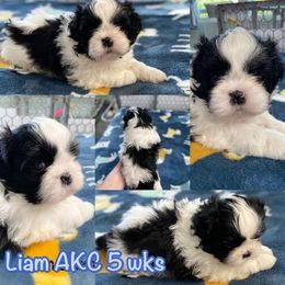 Shih Tzu Puppies from LaDawn’s Little Lions