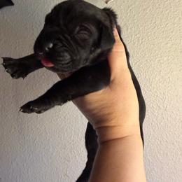 Blue collar boy - Black male Cane Corso puppy in St. Augustine, Florida from RG2 Cane Corsos