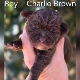 Charlie Brown - Brown male Schnoodle puppy in Timmonsville, South Carolina from For the LOVE of Poodles, Doodles and Sheepdogs
