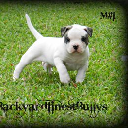 American Bulldog and French Bulldog Puppies from BackyardfinestBullys