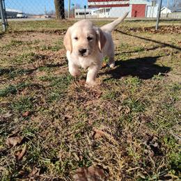 Arlo - Light golden male Golden Retriever puppy in Seymour, Missouri from High Road Golden Retrievers