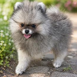 Smaller sable male - Cream sable male Pomeranian puppy in Bourbonnais, Illinois from T & D Poms