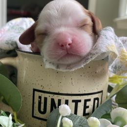 Cavalier King Charles Spaniel Puppies from Kids and Canines