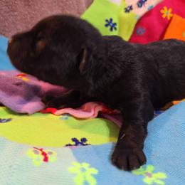 Male 4 - Black - Black male Schnoodle puppy in New Cambria, Kansas from Shrivers' Sweethearts