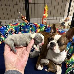 Girl 1 - female Boston Terrier puppy in Lowell, Arkansas from Bogan's Boston's