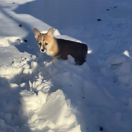 Delight - Red female Pembroke Welsh Corgi puppy in Morgantown, Pennsylvania from GoldStar Corgis (License Number 18519)