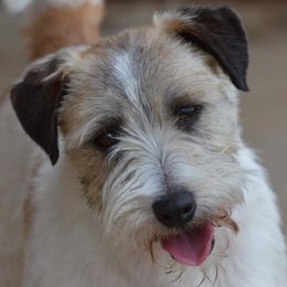 Dealer - Russell Terrier