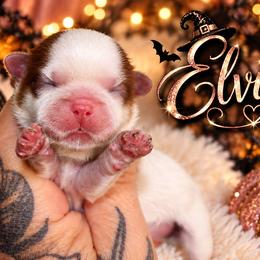 Elvira - Liver and white female Shih Tzu puppy in Warren, Michigan from Danielle's Yorkie Babies