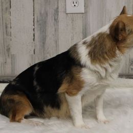 Smurfette - Pembroke Welsh Corgi