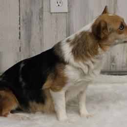 Smurfette - Pembroke Welsh Corgi