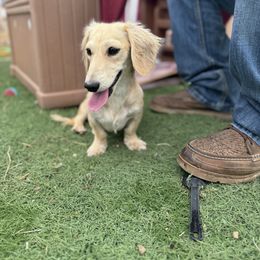 Dachshund Puppies from Bootheel Doxies