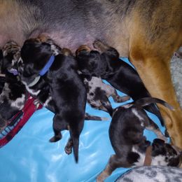 American Leopard Hound Puppies from Black Dragon Hounds