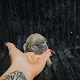 Red collar - Gray and fawn female Cane Corso puppy in Fritch, Texas from Carrie Brown's Cane Corsos