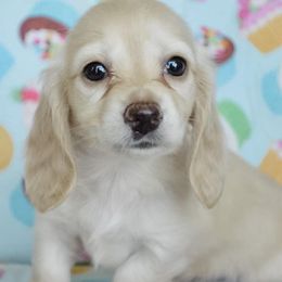 Dachshund Puppies from Dreamheart Dachshunds