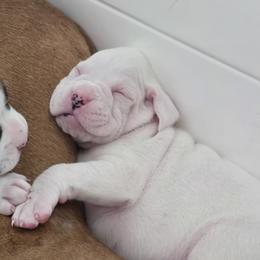 Boxer Puppies from Bayla Belle & Blossom's Boxers