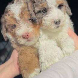 Carmelo - Chocolate merle male Bernedoodle puppy in Los Angeles, California from Bernied00dle Love