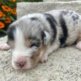 Honor - Blue merle male Australian Shepherd puppy in Loda, Illinois from Pilcher Farms