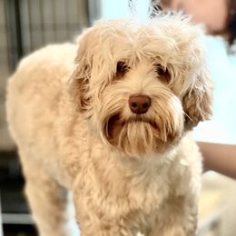 Mango - Australian Labradoodle