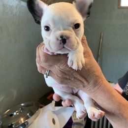 Boston Terrier, Companion Cross, and French Bulldog Puppies from High Plains French Bulldogs,Boston Terriers and Frenchtons.