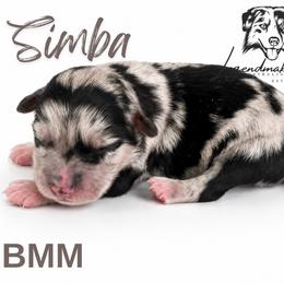 Simba - Blue merle male Miniature American Shepherd puppy in Leitchfield, Kentucky from Legendmaker MAS