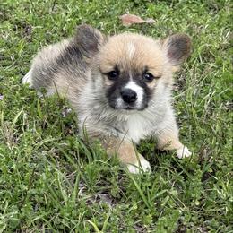 Madeleine - Red Girl - Red female Pembroke Welsh Corgi puppy in Griffin, Georgia from Rollnoaks & Cottontail AKC Pembroke Welsh Corgis