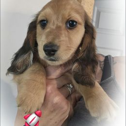 Buzz - Dapple male Dachshund puppy in Watertown, New York from Valley Springs Daschunds