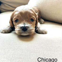 Chicago - Buff and white male Cockapoo puppy in Spring Valley, Wisconsin from Filipiak Breeders