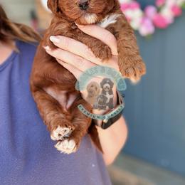 Scarlett - Red  female Goldendoodle puppy in Marion, Ohio from Doodles & Doxies