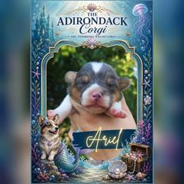 Ariel - Blue female Pembroke Welsh Corgi puppy in Warrensburg, New York from The Adirondack Corgi