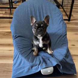 Jackie - Black and tan female French Bulldog puppy in Upper Sandusky, Ohio from Rock Run Boxers & Frenchies