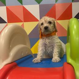 Mr. Orange - Cream male Goldendoodle puppy in Blue Springs, Missouri from Farmstead 51