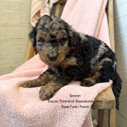 Graham - Merle male Goldendoodle puppy in Grove, Oklahoma from Guinn Family Farms