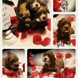 Cockapoo Puppies from Benji’s Cockapoos