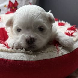 Sugar - White female Maltese puppy in Colonial Beach, Virginia from BeachRidge Pups