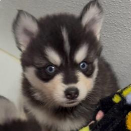 Anthony - Black and white male Pomsky puppy in Spring Hill, Florida from PDQ Pomskies