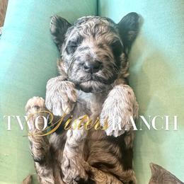 Wizard - male Newfypoo puppy in Jackson, Missouri from Two Sisters Ranch, LLC