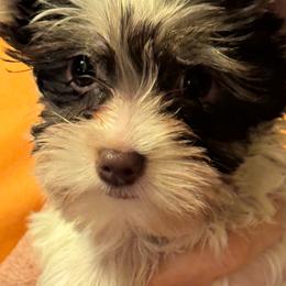 Puppy 3 - Chocolate and tan female Yorkshire Terrier puppy in Elizabeth, Indiana from Dwayne’s Yorkshire Terriers