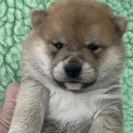 James - Red male Shiba Inu puppy in Milton, Florida from Moonlight Shibas
