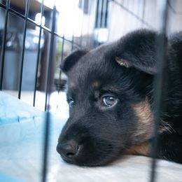 German Shepherd Puppies from Hutchens German Shepherds - Kennel and Training