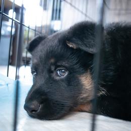German Shepherd Puppies from Hutchens German Shepherds - Kennel and Training
