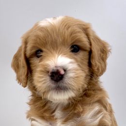 Bernedoodle and Goldendoodle Puppies from Doodle Bliss