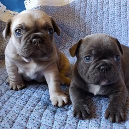 French Bulldogs from Doree's Riverside Frenchies