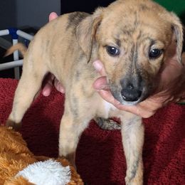SAHARA - Red brindle female Whippet puppy in Ocala, Florida from Sandstorm Whippets