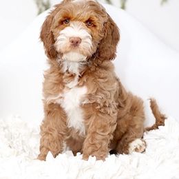 Australian Labradoodle Puppies from Sugar Cookie Australian Labradoodles