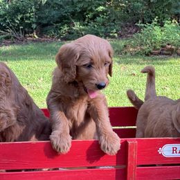 Bernedoodle and Goldendoodle Puppies from Ruby's Doodles