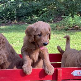 Bernedoodle and Goldendoodle Puppies from Ruby's Doodles