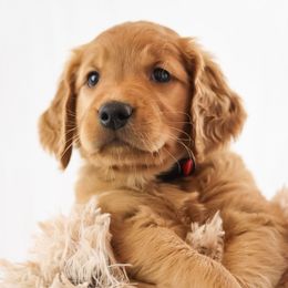 Sawyer - Dark golden male Golden Retriever puppy in Idaho Falls, Idaho from Brinton Goldens